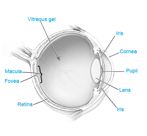 Eye Anatomy